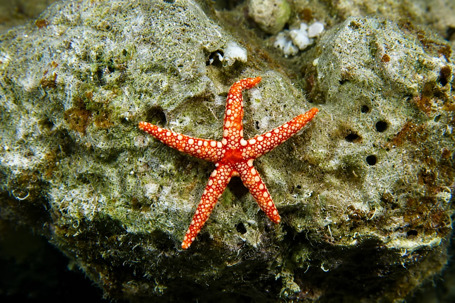 A bright orange sea star with cream-colored spots rests on a rocky coral reef underwater.