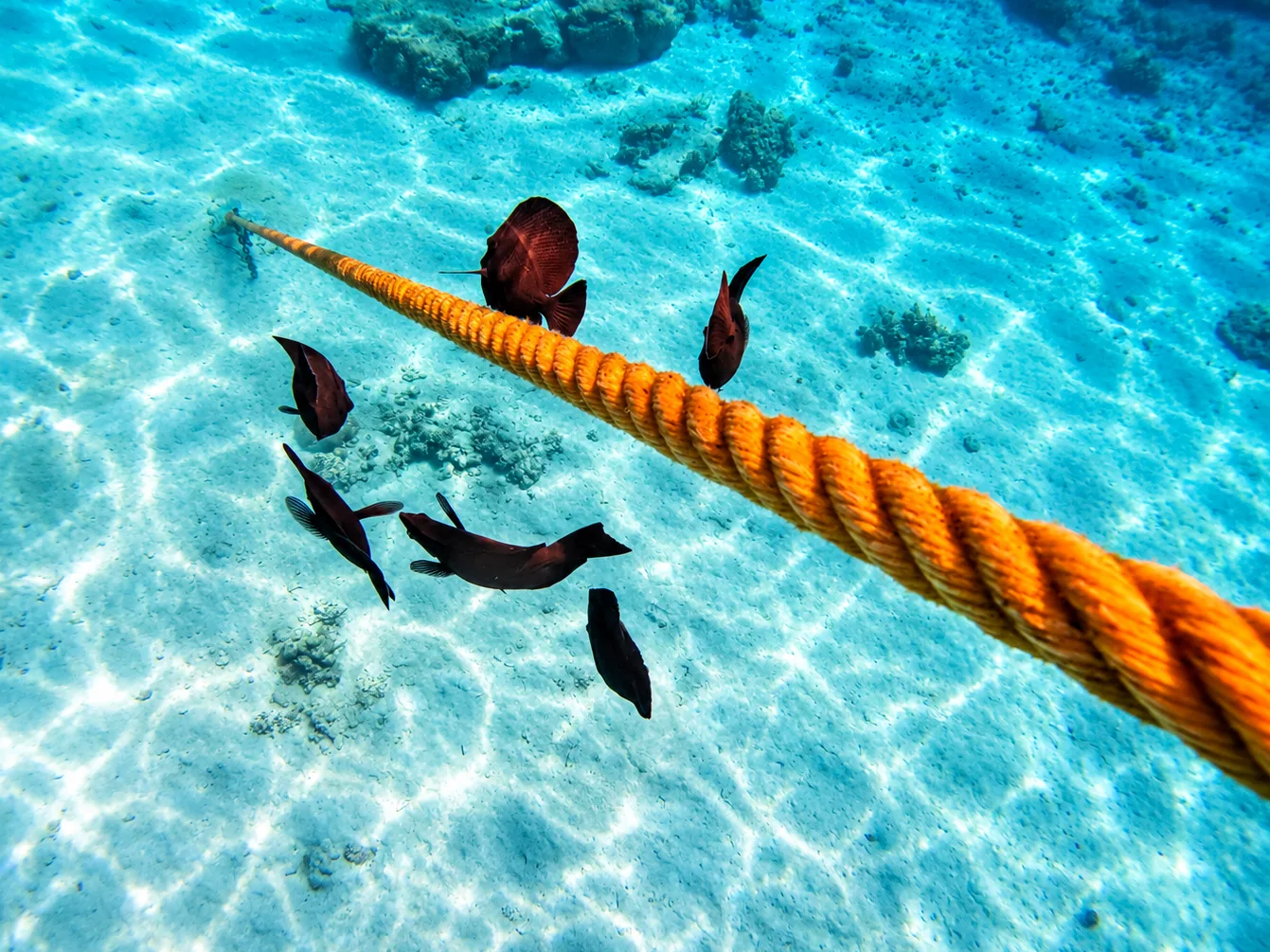 Colourful reef fish next to a rope, off Abu Dabab