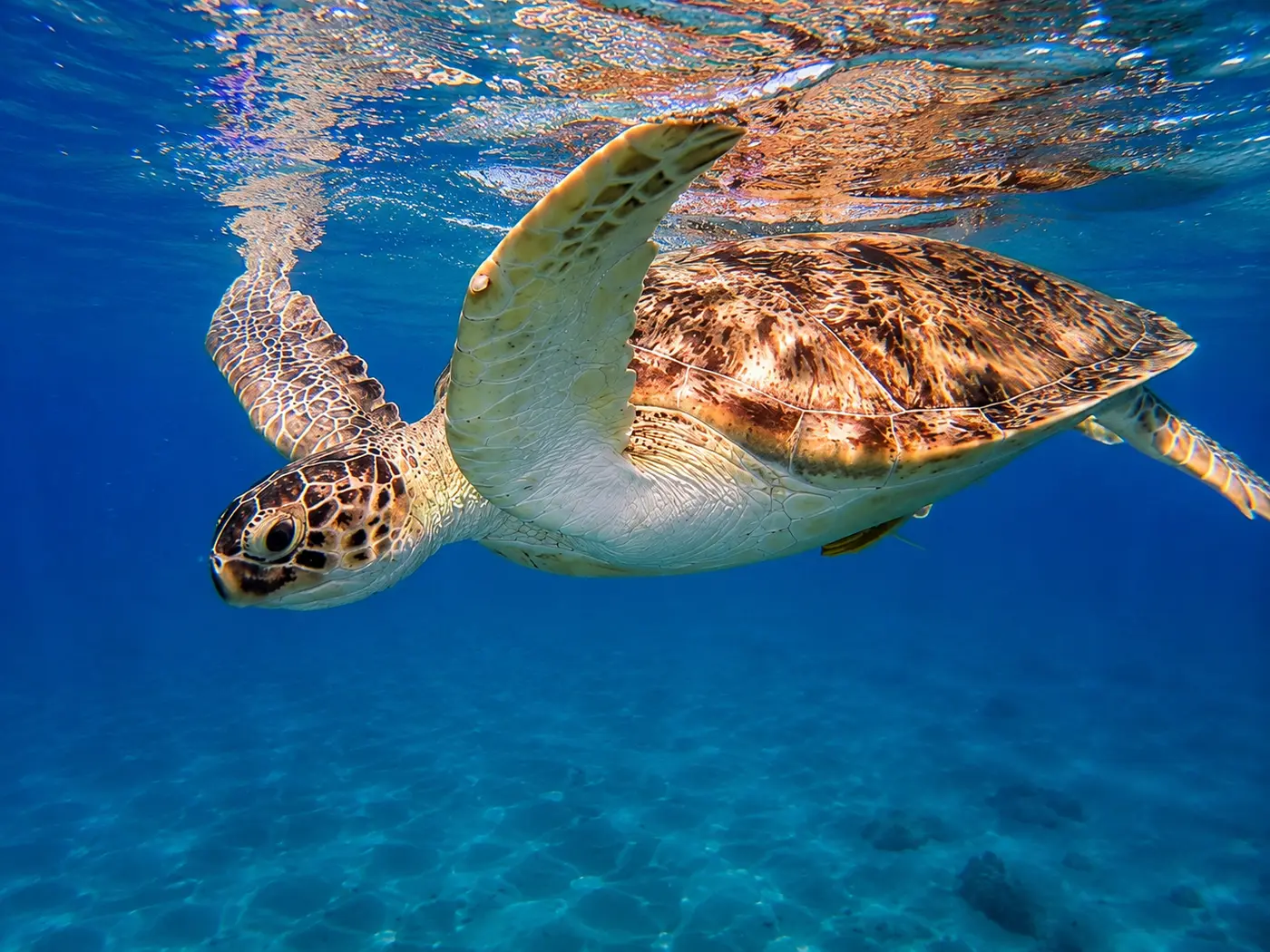 A sea turtle swimming near the surface of the water