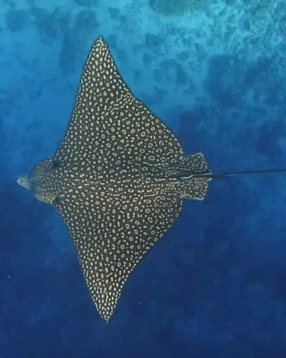 An eagle ray gliding over the reef