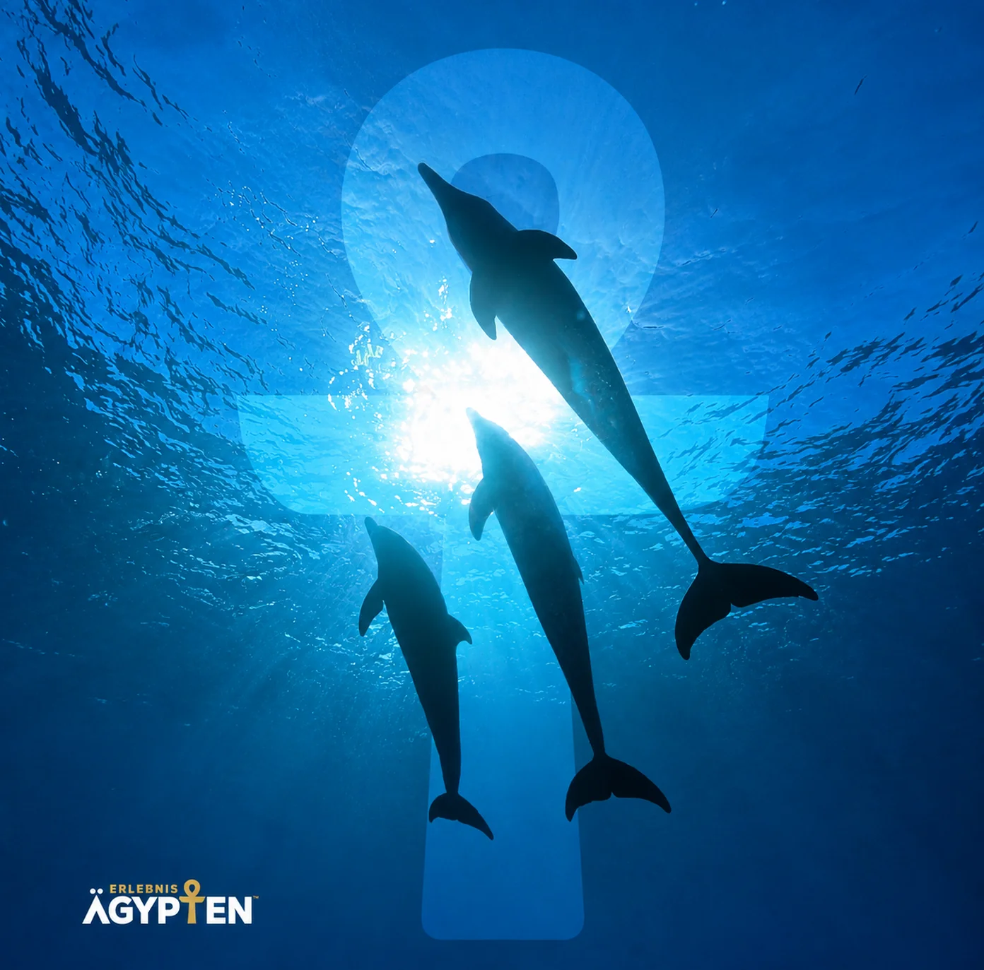 Three dolphins swim through the Red Sea, backlit by the sun